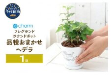 観葉植物 ヘデラ 品種 おまかせ フレグランドラウンドポットＸＳ植え（１鉢） 受皿付 セラミス 北海道冬季発送不可  群馬県 千代田町 インテリア ナチュラル 自然 プレゼント ギフト 贈答用 送料無料 趣味 風水 緑 人気 オススメ 初心者 玄関 自家栽培 株式会社チャーム