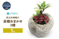 観葉植物 苔盆栽 おまかせ観葉植物 ３種アレンジ 抗火石鉢植え Ｍサイズ（１鉢）苔 北海道冬季発送不可  群馬県 千代田町 インテリア ナチュラル 自然 プレゼント ギフト 贈答用 送料無料 趣味 風水 緑 人気 オススメ 初心者 玄関 自家栽培 株式会社チャーム
