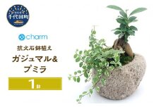 観葉植物 苔盆栽 ガジュマル＆プミラ 抗火石鉢植え Ｍサイズ（１鉢）苔 北海道冬季発送不可  群馬県 千代田町 インテリア ナチュラル 自然 プレゼント ギフト 贈答用 送料無料 趣味 風水 緑 人気 オススメ 初心者 玄関 自家栽培 株式会社チャーム