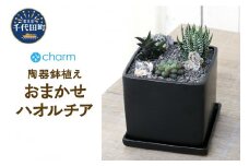 おまかせハオルチア　自生地風レイアウト　陶器鉢植え　マットブラック塗装鉢（１鉢）群馬県 千代田町 インテリア ナチュラル 自然 リラクゼーション 室内栽培 プレゼント ギフト 贈答用 送料無料 株式会社チャーム