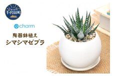 観葉植物 シマシマゼブラ マットボール Ｓ植え（１鉢）群馬県 千代田町 インテリア ナチュラル かわいい リラクゼーション 室内栽培 プレゼント ギフト 贈答用 送料無料 趣味 風水 緑 ライフスタイル 人気 オススメ 初心者 玄関 リビング キッチン 株式会社チャーム