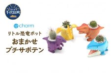 おまかせプチサボテン　リトル恐竜　鉢おまかせ（１鉢）群馬県 千代田町 インテリア ナチュラル かわいい リラクゼーション 室内栽培 プレゼント ギフト 贈答用 送料無料 趣味 風水 緑 ライフスタイル 人気 オススメ 初心者 玄関 リビング キッチン 株式会社チャーム