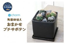 おまかせプチサボテン 自生地風レイアウト 陶器鉢植え マットブラック塗装鉢（１鉢）群馬県 千代田町 インテリア ナチュラル かわいい リラクゼーション 室内栽培 プレゼント ギフト 贈答用 送料無料 趣味 風水 緑 ライフスタイル 人気 オススメ 初心者 玄関 リビング キッチン 株式会社チャーム