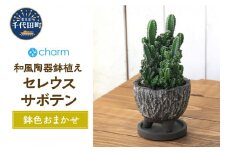 セレウスサボテン　和風陶器鉢植え　鉢色おまかせ（１鉢） 群馬県 千代田町 インテリア ナチュラル かわいい リラクゼーション 室内栽培 プレゼント ギフト 贈答用 送料無料 趣味 風水 緑 ライフスタイル 人気 オススメ 初心者 玄関 リビング キッチン 株式会社チャーム