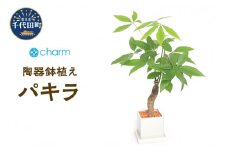パキラ　陶器鉢植え　ダイスＭ白（１鉢）群馬県 千代田町 インテリア ナチュラル 自然 リラクゼーション 室内栽培 プレゼント ギフト 贈答用 送料無料 株式会社チャーム