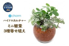 ハイドロカルチャー　ミニ観葉３種の寄せ植え　バブルボールＳＳ（１個）群馬県 千代田町 インテリア ナチュラル かわいい リラクゼーション 室内栽培 プレゼント ギフト 贈答用 送料無料 趣味 風水 緑 ライフスタイル 人気 オススメ 初心者 玄関 リビング キッチン 株式会社チャーム