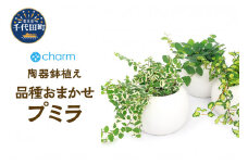 プミラ　品種おまかせ　マットボールＭ植え（１鉢）群馬県 千代田町 インテリア ナチュラル かわいい リラクゼーション 室内栽培 プレゼント ギフト 贈答用 送料無料 趣味 風水 緑 ライフスタイル 人気 オススメ 初心者 玄関 リビング キッチン 株式会社チャーム
