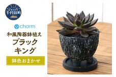 ブラックキング　和風陶器鉢植え　鉢色おまかせ（１鉢）群馬県 千代田町 インテリア ナチュラル 自然 リラクゼーション 室内栽培 プレゼント ギフト 贈答用 送料無料 株式会社チャーム