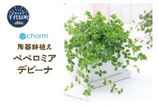 ペペロミア デピーナ 陶器鉢植え ダイスＭ白（１鉢）群馬県 千代田町 インテリア ナチュラル かわいい リラクゼーション 室内栽培 プレゼント ギフト 贈答用 送料無料 趣味 風水 緑 ライフスタイル 人気 オススメ 初心者 玄関 リビング キッチン 株式会社チャーム