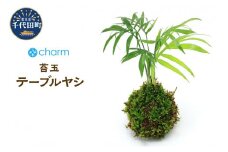 苔玉 テーブルヤシ Ｖｅｒ．這苔（１個）  群馬県 千代田町 インテリア ナチュラル 自然 リラクゼーション 室内栽培 プレゼント 送料無料 趣味 緑 人気 オススメ 初心者 玄関 リビング 株式会社チャーム