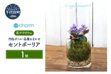 苔テラリウム セントポーリア 品種おまかせ 円柱ボトルＬサイズ 蓋付（１個）群馬県 千代田町 インテリア ナチュラル 自然 リラクゼーション 室内栽培 プレゼント ギフト 贈答用 送料無料 株式会社チャーム