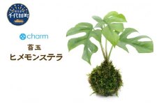 苔玉 ヒメモンステラ Ｖｅｒ．這苔（１個）  群馬県 千代田町 インテリア ナチュラル 自然 リラクゼーション 室内栽培 プレゼント 送料無料 趣味 緑 人気 オススメ 初心者 玄関 リビング 株式会社チャーム