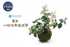 苔玉 ハツユキカズラ（初雪葛） Ｖｅｒ．這苔（１個）  群馬県 千代田町 インテリア ナチュラル 自然 リラクゼーション 室内栽培 プレゼント 送料無料 趣味 緑 人気 オススメ 初心者 玄関 リビング 株式会社チャーム