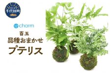 苔玉 プテリス 品種おまかせ Ｖｅｒ．這苔（１個）  群馬県 千代田町 インテリア ナチュラル 自然 リラクゼーション 室内栽培 プレゼント 送料無料 趣味 緑 人気 オススメ 初心者 玄関 リビング 株式会社チャーム