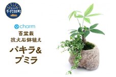 苔盆栽 パキラ＆プミラ 抗火石鉢植え Ｍサイズ（１鉢）  群馬県 千代田町 インテリア ナチュラル 自然 リラクゼーション 室内栽培 プレゼント 送料無料 趣味 緑 人気 オススメ 初心者 玄関 リビング 株式会社チャーム
