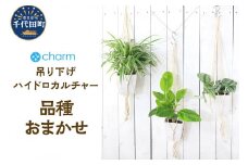 品種おまかせ おしゃれな吊り下げ ハイドロカルチャー ホワイト Ｓ字フック付３号（１鉢））  群馬県 千代田町 インテリア ナチュラル 自然 リラクゼーション 室内栽培 プレゼント 送料無料 趣味 緑 人気 オススメ 初心者 玄関 リビング 株式会社チャーム