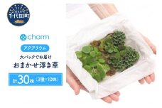 おまかせ浮き草 大パック 無農薬  1パック （３種１０株ずつ ） 群馬県 千代田町 インテリア ナチュラル 自然 リラクゼーション 室内栽培 プレゼント 送料無料 趣味 緑 人気 オススメ 初心者 玄関 リビング 水槽 アクアリウム 株式会社チャーム 
