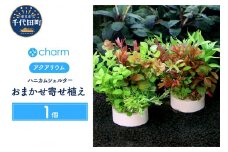 ハニカムシェルター おまかせ寄せ植えミックス 半水中葉 無農薬（１個）群馬県 千代田町 趣味 オススメ 初心者 玄関 リビング 水槽 アクアリウム インテリア ナチュラル 自然 リラクゼーション おしゃれ プレゼント 贈答用 送料無料 趣味 風水 ライフスタイル 人気 オススメ 玄関 北海道冬季発送不可 株式会社チャーム