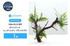 ボルビティス ヒュディロティ ブランチプチ（水中葉）（無農薬）（１本）～水辺工房～  群馬県 千代田町 インテリア ナチュラル 自然 リラクゼーション 室内栽培 プレゼント 送料無料 趣味 緑 人気 オススメ 初心者 玄関 リビング 水槽 アクアリウム 株式会社チャーム