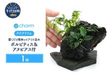 置くだけ簡単 レイアウト流木 ボルビティス＆アヌビアス付（１個）群馬県 千代田町 流木 趣味 オススメ 人気 初心者 玄関 リビング 水槽 アクアリウム インテリア ナチュラル 自然 リラクゼーション おしゃれ プレゼント 贈答用 送料無料 害虫対策 北海道冬季発送不可 株式会社チャーム