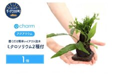 置くだけ簡単　レイアウト流木　ミクロソリウム２種付（水上葉）（１個）群馬県 千代田町 流木 趣味 オススメ 人気 初心者 玄関 リビング 水槽 アクアリウム インテリア ナチュラル 自然 リラクゼーション おしゃれ プレゼント 贈答用 送料無料 害虫対策 北海道冬季発送不可 株式会社チャーム