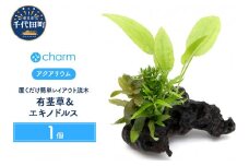 流木 水草 ザ ボンサイＶｅｒ．水上葉 有茎草＆エキノドルス Sサイズ 1本 (約15cm) 群馬県 千代田町 流木 趣味 オススメ 人気 玄関 リビング 水槽 アクアリウム インテリア ナチュラル 自然 リラクゼーション おしゃれ プレゼント 贈答用 送料無料 害虫対策 北海道冬季発送不可 株式会社チャーム