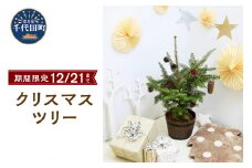 クリスマスツリー 植え込み済 もみの木 FRP樽型プランター 群馬県 千代田町 インテリア イベント かわいい 簡単 室内栽培 プレゼント 送料無料 趣味 人気 オススメ 初心者 玄関 リビング
