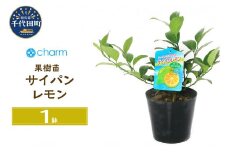 果樹 苗 サイパン レモン 1鉢 5～6号  群馬県 千代田町 インテリア ナチュラル 自然 プレゼント ギフト 贈答用 送料無料 趣味 風水 緑 人気 オススメ 初心者 玄関 自家栽培 株式会社チャーム