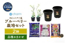 観葉植物 ブルーベリー 実付きが良くなる２株栽培セット！ ラビットアイ系 品種おまかせ (２鉢) 家庭菜園 果物 収穫北海道冬季発送不可  群馬県 千代田町 インテリア ナチュラル 自然 プレゼント ギフト 贈答用 送料無料 趣味 風水 緑 人気 オススメ 初心者 玄関 自家栽培 株式会社チャーム