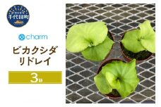 観葉植物　ビカクシダ リドレイ スポア ２．５～３号（３鉢）  群馬県 千代田町 インテリア ナチュラル 自然 リラクゼーション 室内栽培 プレゼント 送料無料 趣味 緑 人気 オススメ 初心者 玄関 リビング 水槽 アクアリウム 株式会社チャーム