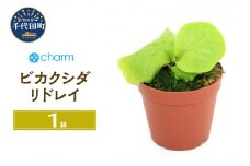 観葉植物　ビカクシダ リドレイ スポア ２．５～３号（１鉢） 群馬県 千代田町 インテリア ナチュラル 自然 リラクゼーション 室内栽培 プレゼント 送料無料 趣味 緑 人気 オススメ 初心者 玄関 リビング 水槽 アクアリウム 株式会社チャーム 