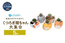 おまかせプチサボテン くつろぎ猫ちゃん大集合（５鉢セット） 群馬県 千代田町 インテリア ナチュラル かわいい リラクゼーション 室内栽培 プレゼント ギフト 贈答用 送料無料 趣味 風水 緑 ライフスタイル 人気 オススメ 初心者 玄関 リビング キッチン 株式会社チャーム