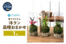 苔テラリウム 洋ラン 品種おまかせ 円柱ボトルＳサイズ 蓋付（１個） 群馬県千代田町 インテリア ナチュラル かわいい 癒し 植物 リラクゼーション 室内栽培 プレゼント ギフト 贈答用 送料無料 趣味 人気 オススメ 初心者 玄関 リビング キッチン 株式会社チャーム