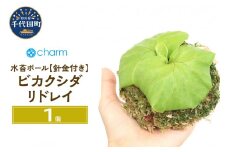 素材を選ばず手軽に着生！ ビカクシダ リドレイ 水苔ボール 針金付き（１個） 群馬県 千代田町 インテリア ナチュラル リラクゼーション 室内栽培 プレゼント ギフト 贈答用 送料無料 趣味 風水 緑 ライフスタイル 人気 オススメ 初心者 玄関 リビング キッチン 株式会社チャーム