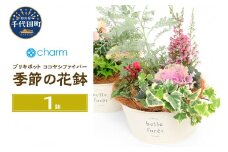 季節の花鉢 ブリキポット ココヤシファイバーＶｅｒ．（１鉢)  群馬県千代田町 花苗 インテリア ナチュラル かわいい リラクゼーション 室内栽培 プレゼント ギフト 贈答用 お祝い 送料無料 趣味  ライフスタイル 人気 オススメ 初心者 玄関リビング キッチン 株式会社チャーム