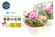 季節の花鉢 ブリキポット ココヤシファイバーＶｅｒ．リボン付き（１鉢)   群馬県千代田町 花苗 インテリア ナチュラル かわいい リラクゼーション 室内栽培 プレゼント ギフト 贈答用 お祝い 送料無料 趣味  ライフスタイル 人気 オススメ 初心者 玄関リビング キッチン 株式会社チャーム