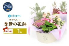 季節の花鉢 ブリキポット リボン付き（１鉢)    群馬県千代田町 花苗 インテリア ナチュラル かわいい リラクゼーション 室内栽培 プレゼント ギフト 贈答用 お祝い 送料無料 趣味  家庭 ライフスタイル 人気 オススメ 初心者 玄関リビング キッチン 株式会社チャーム