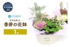 季節の花鉢 ブリキポット（１鉢)  群馬県千代田町 花苗 インテリア ナチュラル かわいい リラクゼーション 室内栽培 プレゼント ギフト 贈答用 お祝い 送料無料 趣味  家庭 ライフスタイル 人気 オススメ 初心者 玄関リビング キッチン 株式会社チャーム