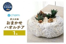 おまかせハオルチア 自生地風レイアウト 抗火石鉢（１鉢）  群馬県千代田町  多肉植物 インテリア ナチュラル かわいい リラクゼーション 室内栽培 プレゼント ギフト 贈答用 お祝い 送料無料 趣味  家庭 ライフスタイル 人気 オススメ 初心者 玄関リビング キッチン 株式会社チャーム