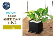 ポトス 品種おまかせ 陶器鉢植え マットブラック塗装鉢（１鉢）受け皿付き 白砂利 おしゃれ 北海道冬季発送不可 群馬県千代田町  インテリア ナチュラル オシャレ リラクゼーション 室内栽培 プレゼント ギフト 贈答用 お祝い 送料無料 趣味  家庭 ライフスタイル受け皿付き おしゃれ 幸運 縁起 
