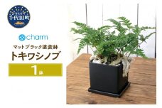 トキワシノブ 陶器鉢植え マットブラック塗装鉢（１鉢） 群馬県千代田町  インテリア ナチュラル オシャレ リラクゼーション 室内栽培 プレゼント ギフト 贈答用 お祝い 送料無料 趣味  家庭 ライフスタイル受け皿付き 白砂利 おしゃれ 幸運 縁起 北海道冬季発送不可 