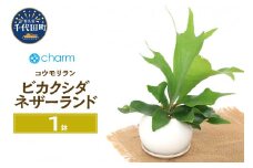 コウモリラン ビカクシダ ネザーランド マットボールＭ植え（１鉢）  受皿付 軽石砂 北海道冬季発送不可 群馬県千代田町  多肉植物 インテリア ナチュラル かわいい リラクゼーション 室内栽培 プレゼント ギフト 贈答用 お祝い 送料無料 趣味  家庭 ライフスタイル 人気 オススメ 初心者 玄関リビング キッチン 株式会社チャーム