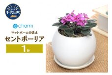 セントポーリア マットボールＳ植え（１鉢） 群馬県千代田町  多肉植物 インテリア ナチュラル かわいい リラクゼーション 室内栽培 プレゼント ギフト 贈答用 お祝い 送料無料 趣味  家庭 ライフスタイル 人気 オススメ 初心者 玄関リビング キッチン 株式会社チャーム