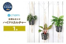 品種おまかせ おしゃれな吊り下げハイドロカルチャー グレー Ｓ字フック付き３号（１鉢）ハンギングプランツインテリア 北海道冬季発送不可 群馬県千代田町  インテリア ナチュラル リラクゼーション 室内栽培 プレゼント ギフト 贈答用 お祝い 送料無料 趣味  家庭 ライフスタイル 人気 オススメ 初心者 玄関リビング キッチン 株式会社チャーム
