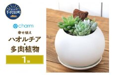 ハオルチアと多肉植物の寄せ植え マットボールＭ ＷＨ（１鉢） 受皿付 軽石砂 北海道冬季発送不可 群馬県千代田町  多肉植物 インテリア ナチュラル かわいい リラクゼーション 室内栽培 プレゼント ギフト 贈答用 お祝い 送料無料 趣味  家庭 ライフスタイル 人気 オススメ 初心者 玄関リビング キッチン 株式会社チャーム