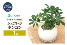 シェフレラ ホンコン マットボールＭ植え（１鉢） 受皿付 軽石砂 北海道冬季発送不可 群馬県千代田町  多肉植物 インテリア ナチュラル かわいい リラクゼーション 室内栽培 プレゼント ギフト 贈答用 お祝い 送料無料 趣味  家庭 ライフスタイル 人気 オススメ 初心者 玄関リビング キッチン 株式会社チャーム