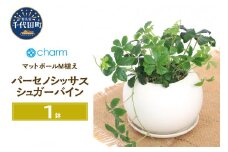 パーセノシッサス シュガーバイン マットボールＭ植え（１鉢）ＰＶＰ受皿付 軽石砂 北海道冬季発送不可 群馬県千代田町  多肉植物 インテリア ナチュラル かわいい リラクゼーション 室内栽培 プレゼント ギフト 贈答用 お祝い 送料無料 趣味  家庭 ライフスタイル 人気 オススメ 初心者 玄関リビング キッチン 株式会社チャーム