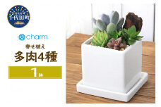 多肉４種寄せ植え 陶器鉢植え ダイスＭ白（１鉢）受皿付 ゼオライト 北海道冬季発送不可 群馬県千代田町  インテリア ナチュラル オシャレ リラクゼーション 室内栽培 プレゼント ギフト 贈答用 お祝い 送料無料 趣味  家庭 ライフスタイル受け皿付き おしゃれ 