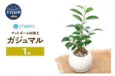 ガジュマル マットボールＭ植え（１鉢） 受皿付 軽石砂 北海道冬季発送不可 群馬県千代田町  多肉植物 インテリア ナチュラル オシャレ リラクゼーション 室内栽培 プレゼント ギフト 贈答用 お祝い 送料無料 趣味  家庭 ライフスタイル 人気 オススメ 初心者 玄関リビング キッチン 株式会社チャーム