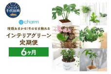植物専門店が選ぶ「そのまま飾れるインテリアグリーン定期便」6カ月 インテリア おしゃれ 送料無料 株式会社チャーム